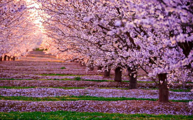 cherryblossom09-640x399.png